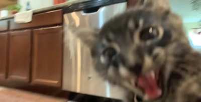 He has a few thoughts on the lack of wet food around here
