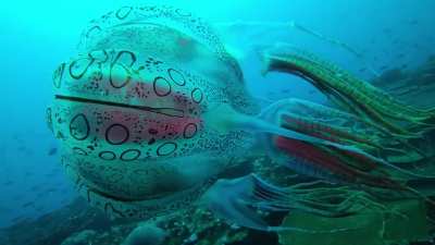For the first time ever, this incredibly rare species of Box Jellyfish was recorded on video- Chirodectes Maculatus