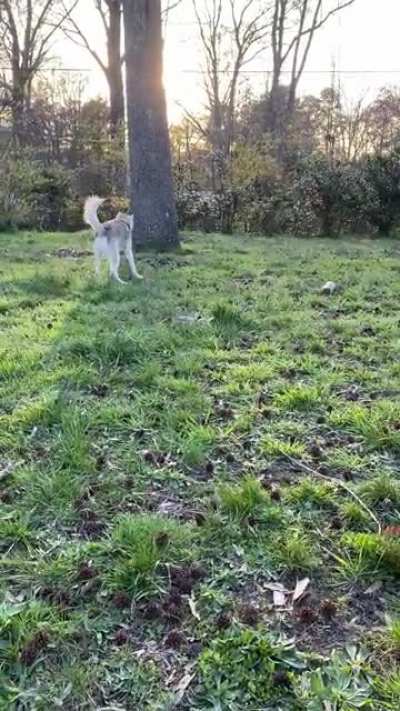 My blind husky loves to play fetch. He usually brings it all the way back to me!
