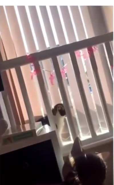 Cat: *processing*… wait whaaaaa