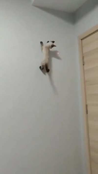 Must catch laser pointy thing!