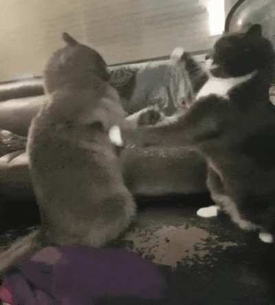 Nice slap combo. Illegal headbut at the end.