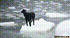 Sailors save a dog stranded on a peace of ice