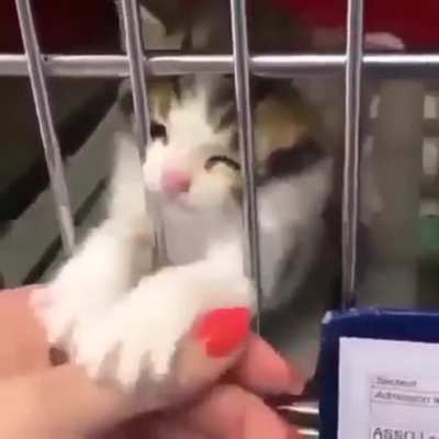 Pls adopt, don’t buy. 🐾💕