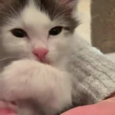 Cutest kitten