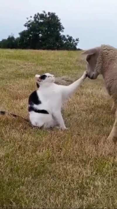 STAY OUT OF MY FACE!! TALK TO THE HAND!!