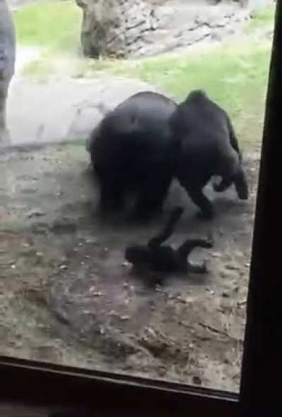 Monke fight