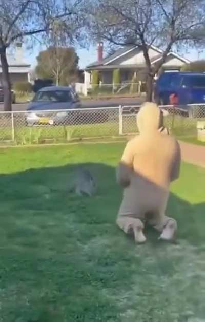 There’s 2 kangaroos