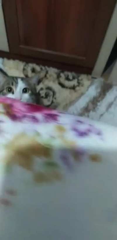 Cat ending my life with a perfectly cut scream