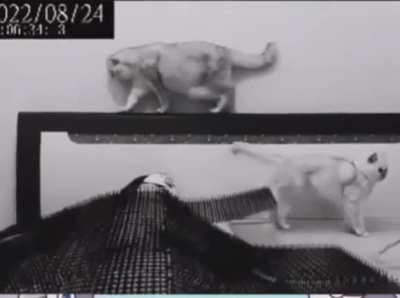 This should stop the cats from waking you up