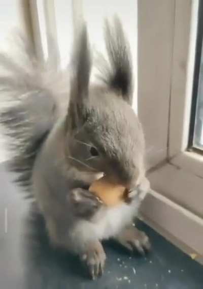 Squirrel brings seeds in exchange for nuts