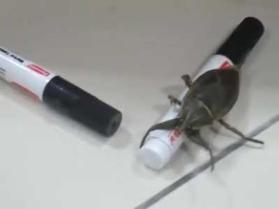 Large Insect
