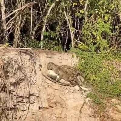 helping mom drag a caiman up the bank