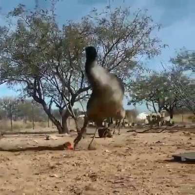 🔥 Take the time to watch when an emu and an ostrich meet a weasel ball 🔥