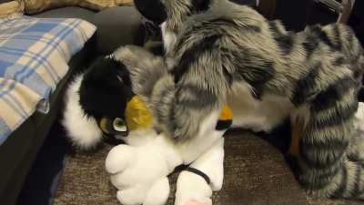 furry🐾irl