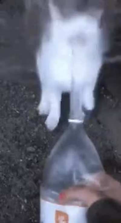 Stupid ass cat
