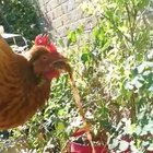 Sick Chicken