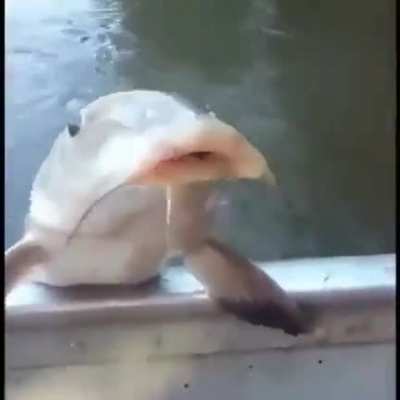 Pescado