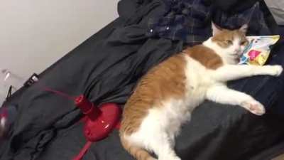 'CATS CAN'T RESIST IT!' -Ad