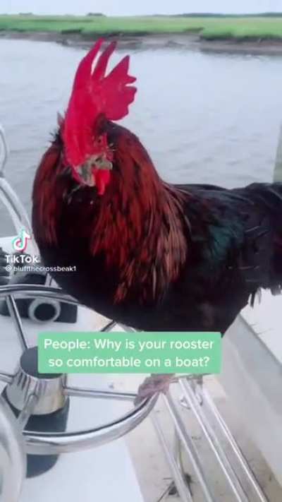 “Why is your rooster so comfortable on a boat?”