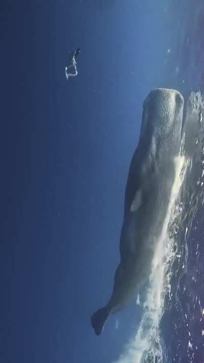Human and spermwhale