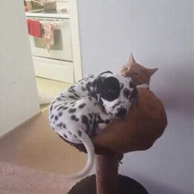 Cats and dogs living together, MASS HYSTERIA!