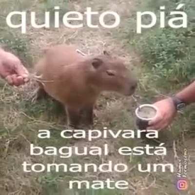 Bhaa