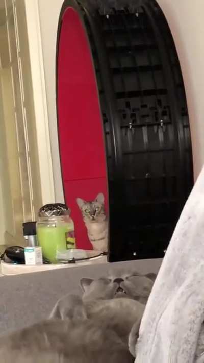 Two types of cats
