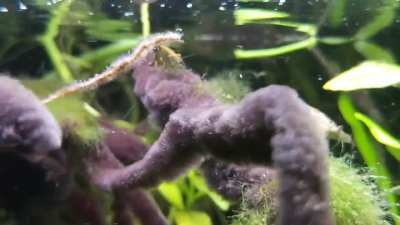 Discus + Shrimp = Black Beard covered Pothos roots