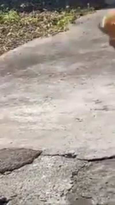 Cat Fight