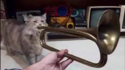 Just a really cute cat
