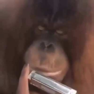 monke