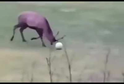 Smart deer