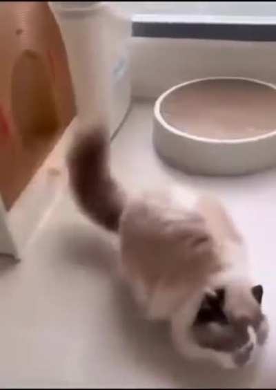 Bicho bola