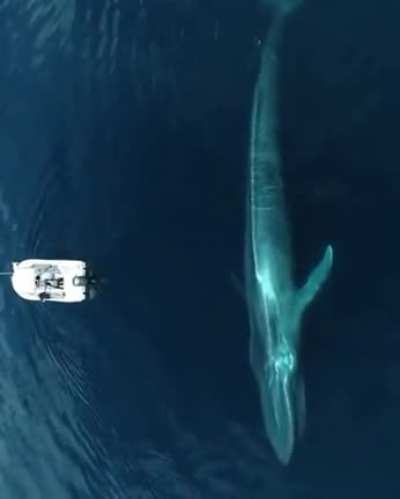 An absolute unit of a Blue whale swimming past a little boat.