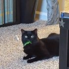 blep