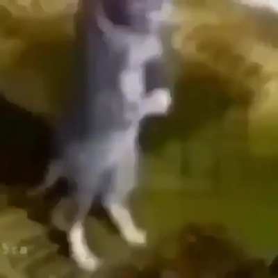 Bruh nigga funny