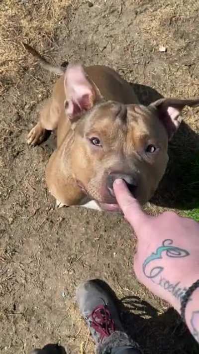 Longest heckin boop yet?