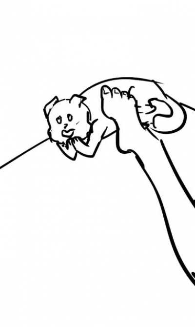 wrong way to pet your cat