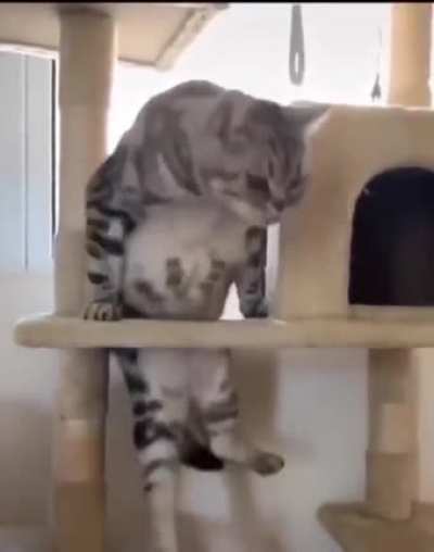 Mission Impaawsible