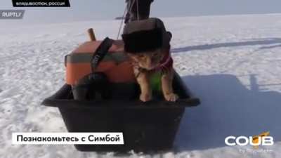 Comrade Cat