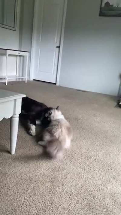 Watch our cat tackle our Aussie. Always a WWE wresting match with these two. The cat usually wins. 😂