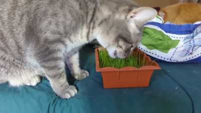 How I keep my cats from rushing my plants when I open the grow room door