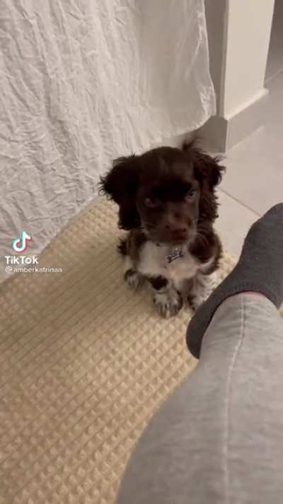 She is learning to bark! Good Job!!!
