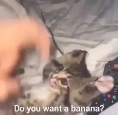banana man