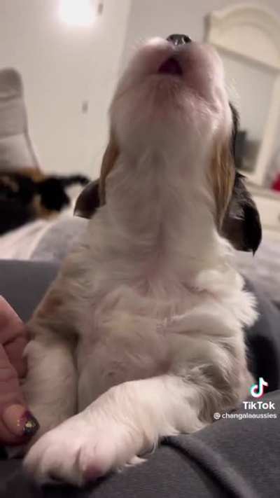 He’s trying his best to do a howl