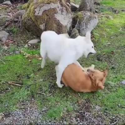 Dinosaur!