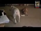 Grooving with my human