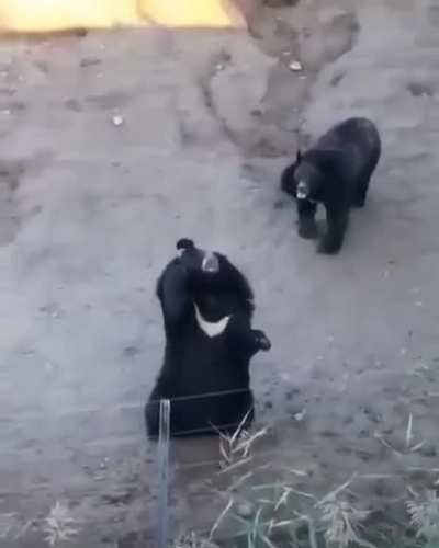 Bears saying hello