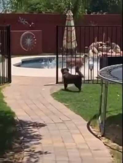 Transporting zoomie